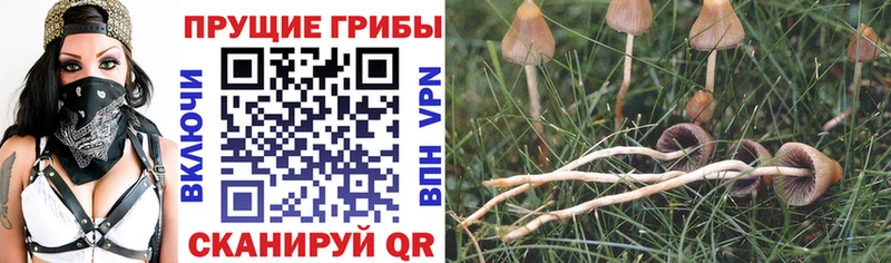 Псилоцибиновые грибы Magic Shrooms  наркотики  МЕГА ТОР  Сычёвка 